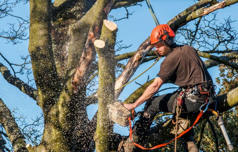 Excellent Tree Surgeon Hemel Hempstead 